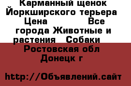 Карманный щенок Йоркширского терьера › Цена ­ 30 000 - Все города Животные и растения » Собаки   . Ростовская обл.,Донецк г.